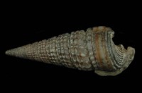 藏品(栓海蜷)的圖片